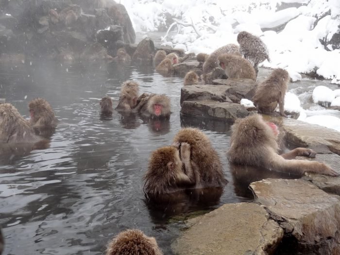 Peli o manta. Japón animales. Monos.