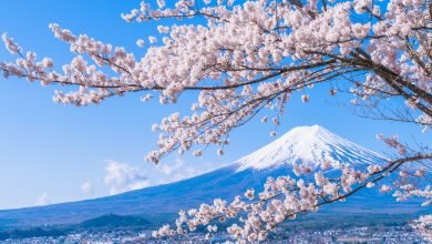 Peli o manta. La flor oculta del cerezo. Fuji