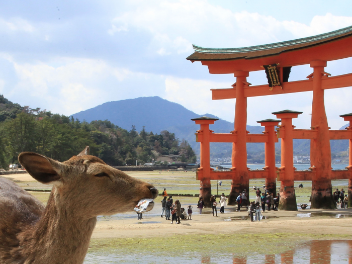 Japon. Peli o manta.