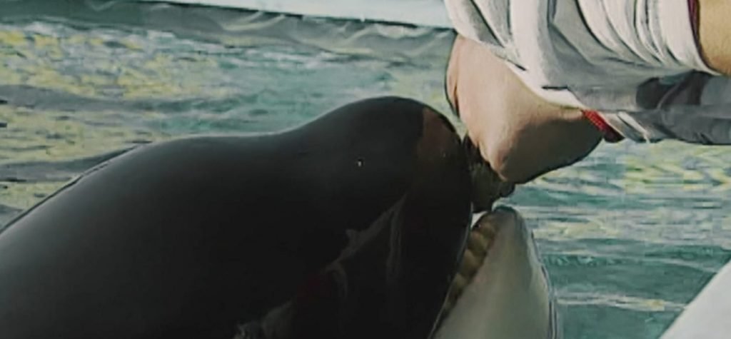 Peli o Manta - Ulisses - Ulisses y Albert